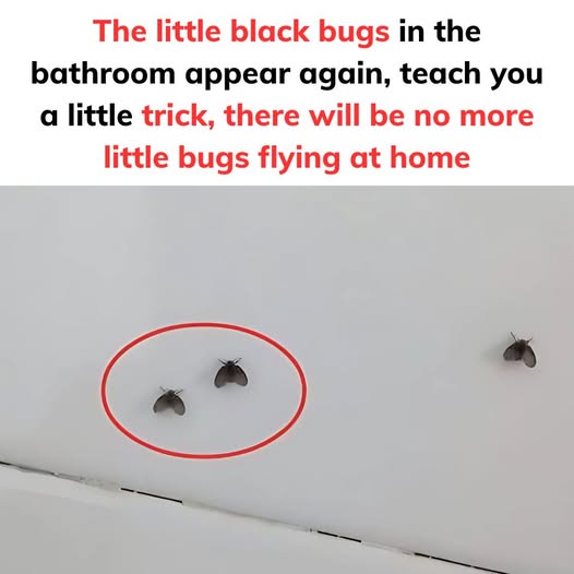 The little black bugs in the bathroom appear again