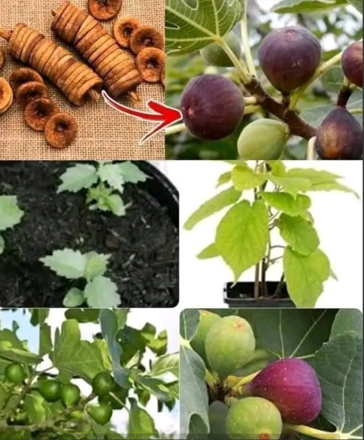 Title: « Growing Figs from Seed in Pots: A Step-by-Step Guide to Germinate Fig Seeds »