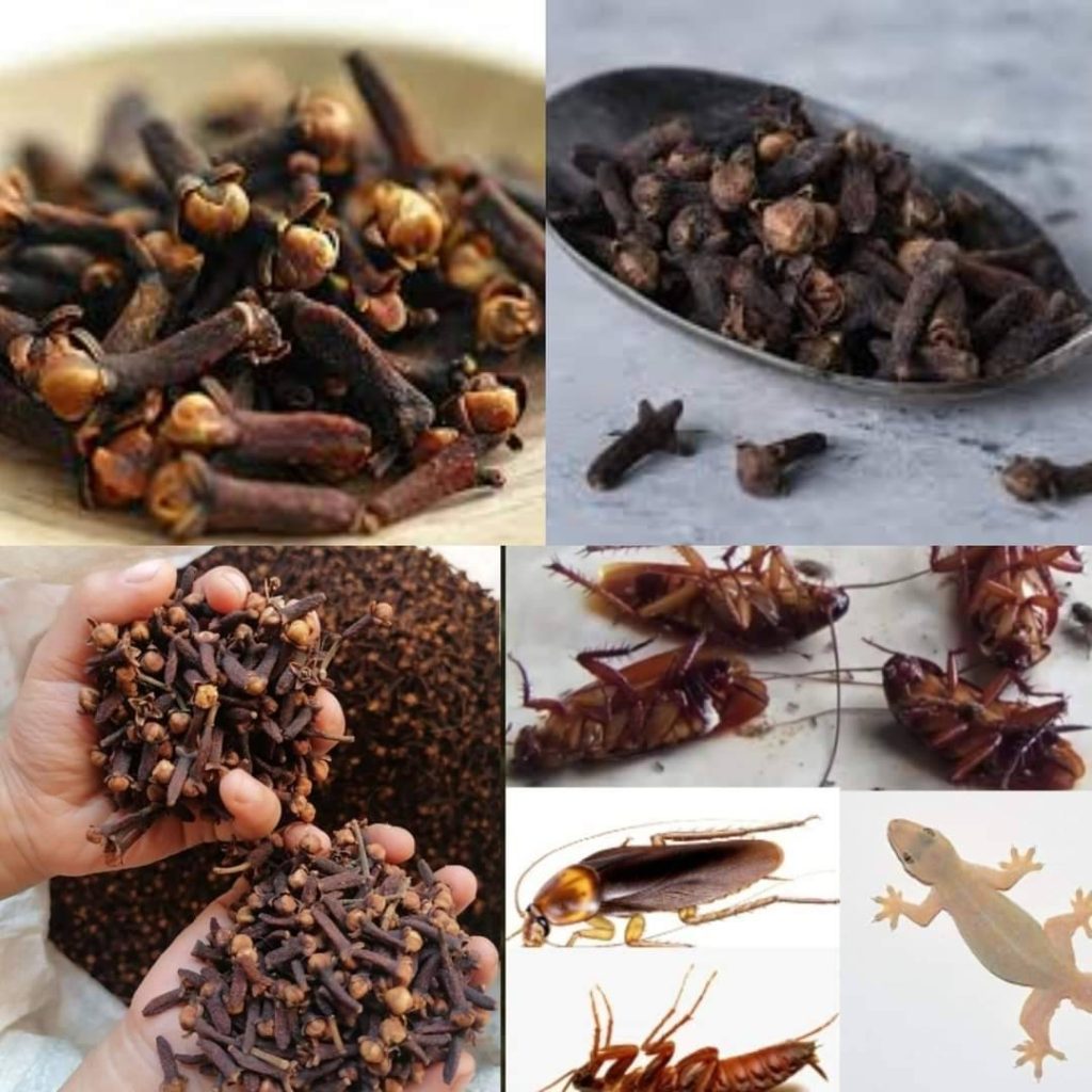 Magic Clove: Get Rid of Cockroaches Within 5 Minutes | Home Remedy