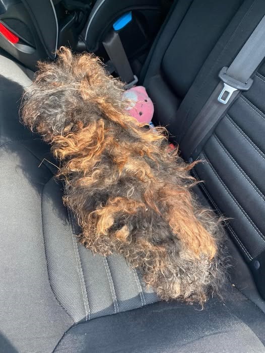 Rescue takes in severely matted dog who looks like a wig