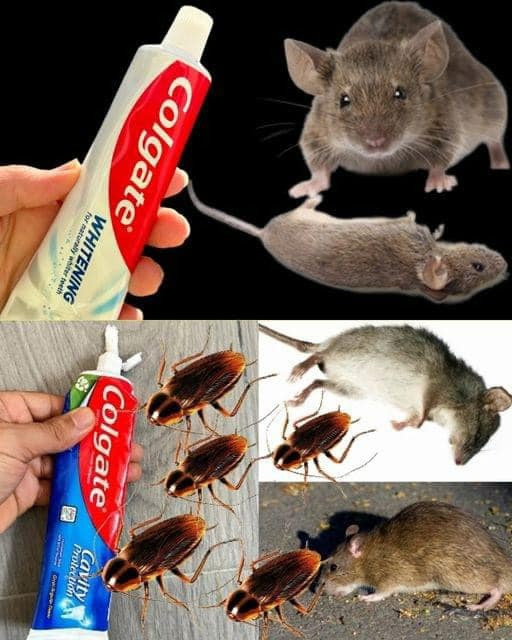 How to Kill Rats and Mice with Toothpaste: Does It Really Work?