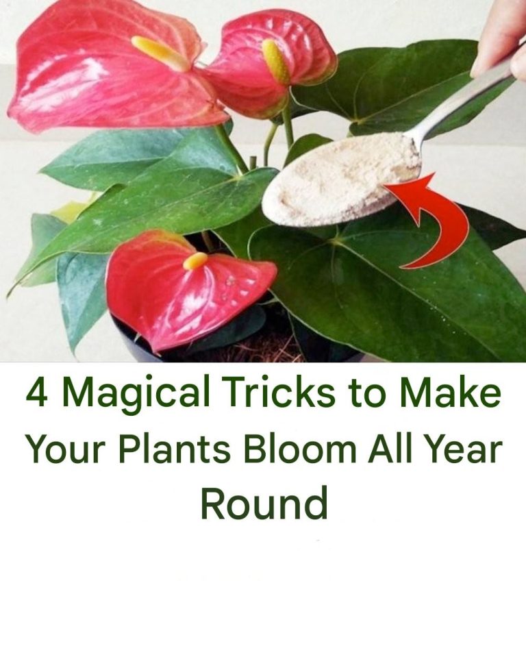 4 Magical Tricks to Make Your Plants Bloom All Year Round