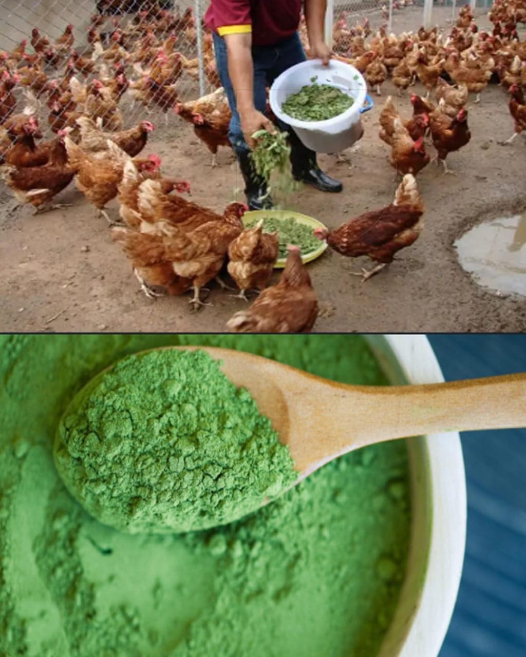 FEEDING MORINGA to CHICKEN – from 3 eggs per week to 6 eggs per week