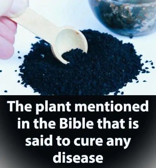 Plant in the Bible Said to Heal All Ailments