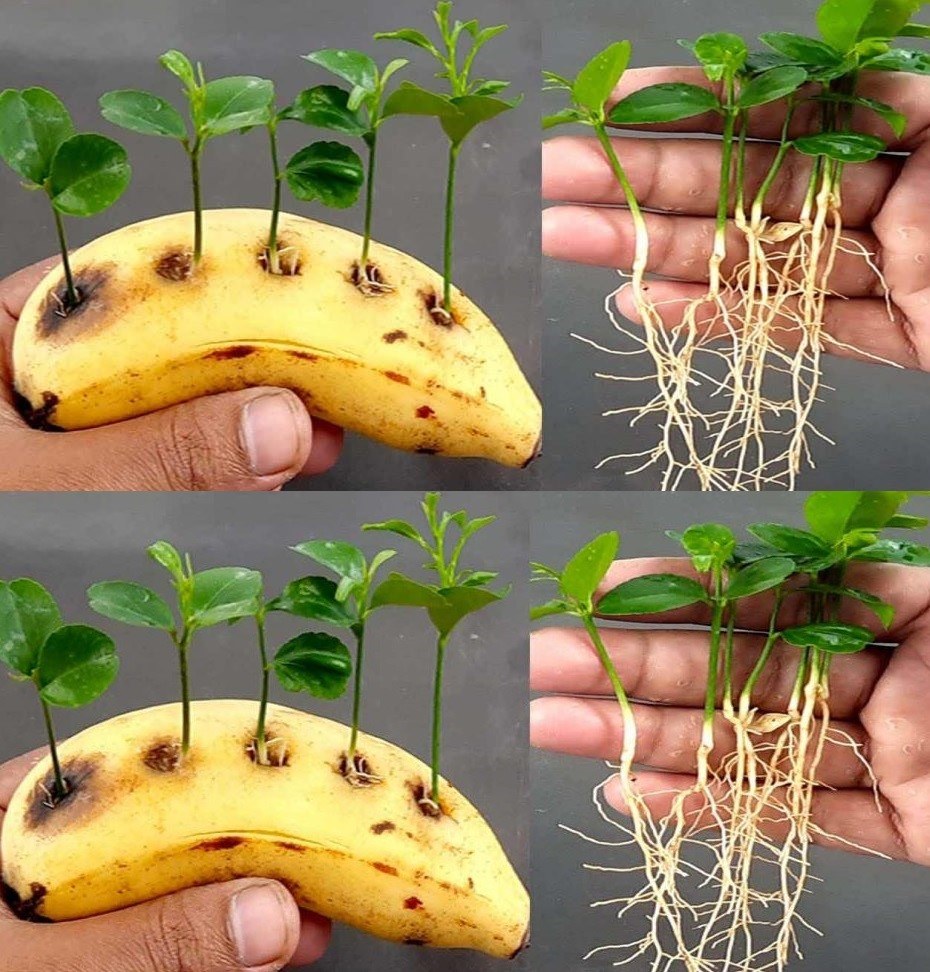 Pierce a banana and insert lemon seeds: The genius trick