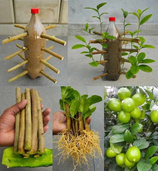 How to propagate lemon trees, grow lemon cuttings in 30 days