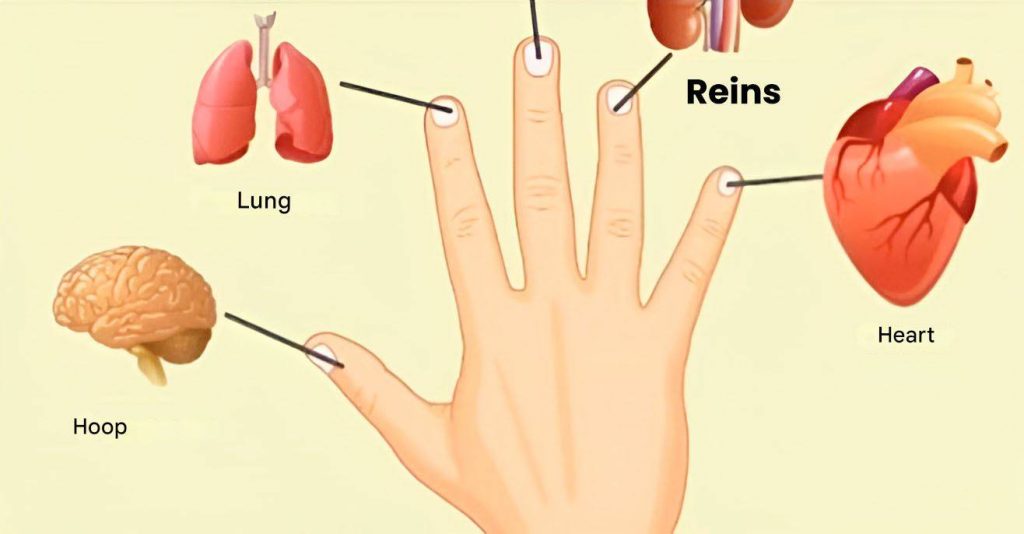 Each Finger Is Connected To Two Organs: Discover The Japanese Self-Healing Method In Just 5 Minutes