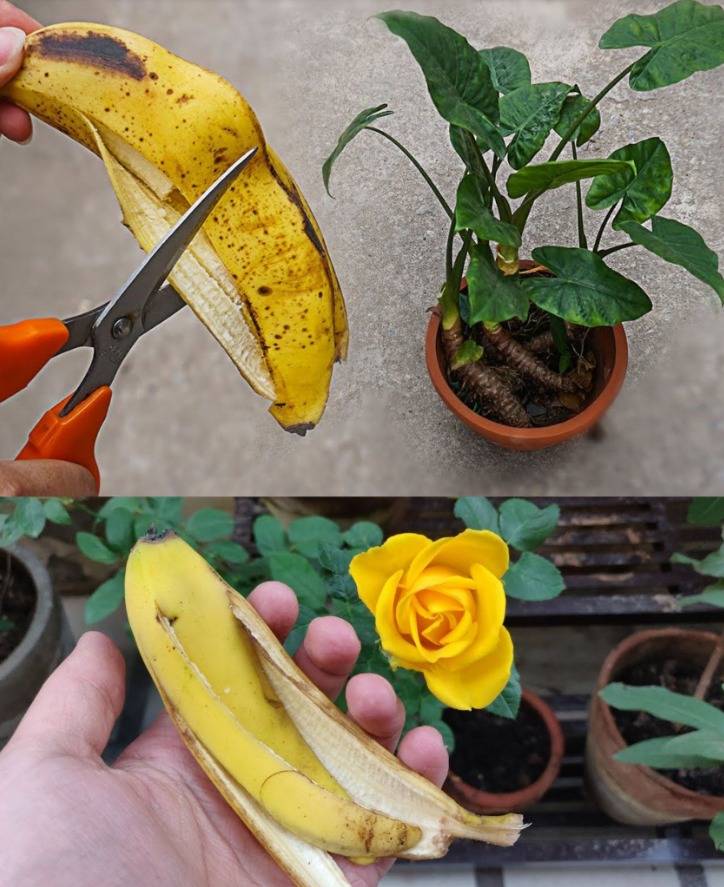 Title: « Don’t Throw Away Banana Peels! Turn Them Into Fertilizer for Your Plants »