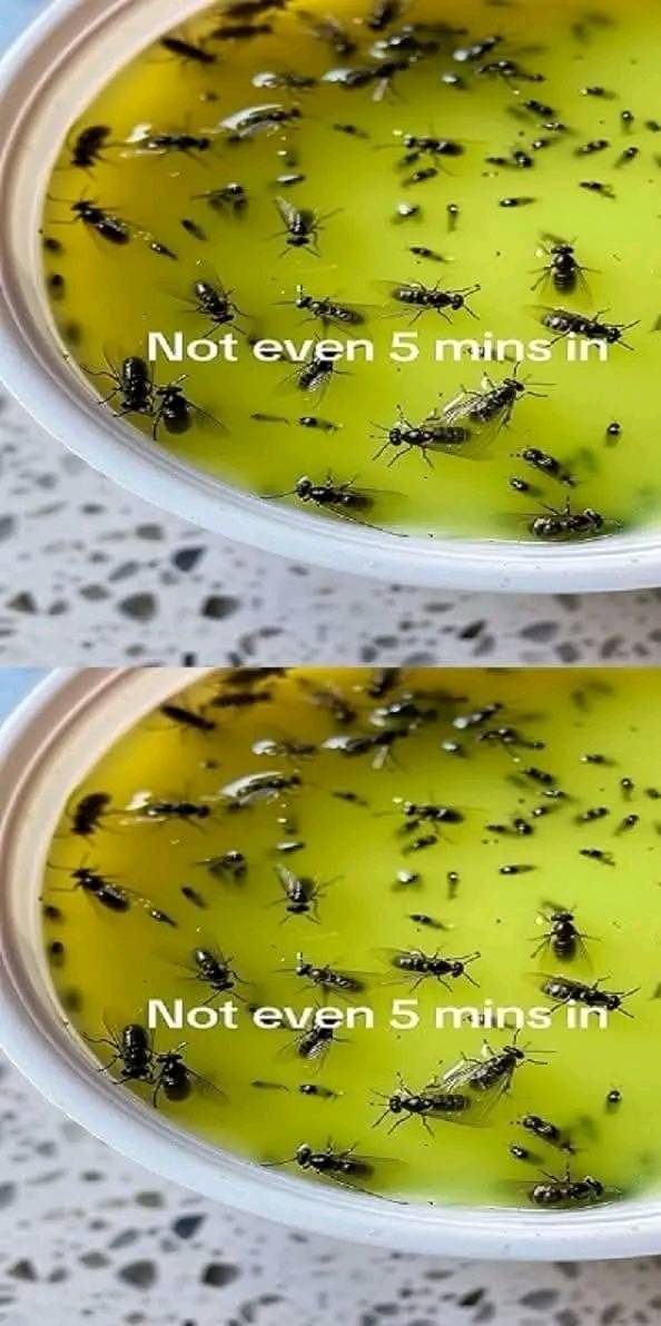 The Ultimate Trick to Get Rid of Flies, Mosquitoes, and Bugs Naturally