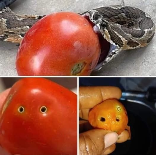 Important Tomato Safety Tip: Avoid Underripe Tomatoes