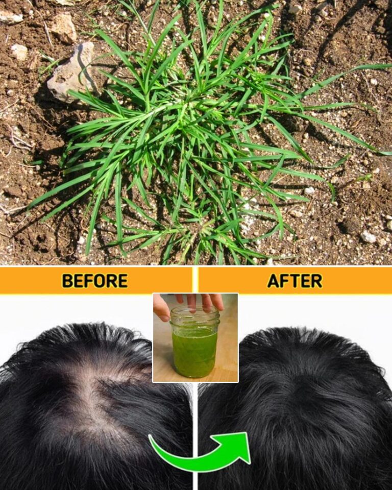 Crabgrass for Hair Loss: Natural Remedies and Uses