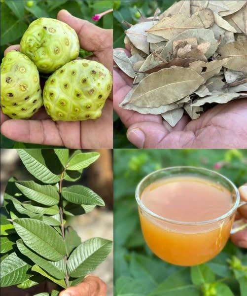 The Elixir of Life: Discover the Healing Power of Noni, Bay Leaf and Turmeric Tea»