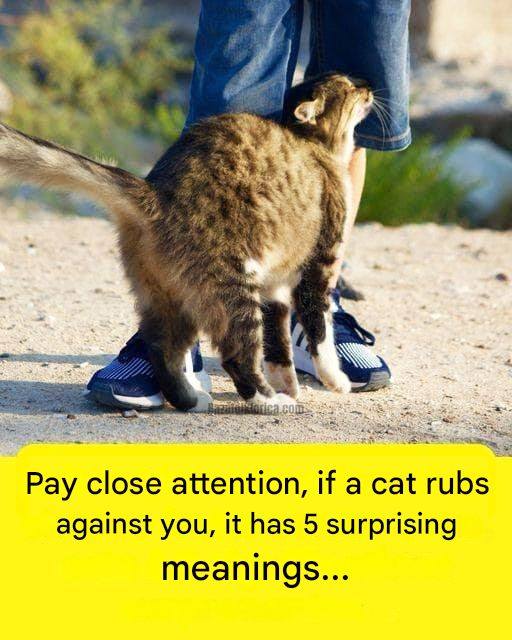 Does your cat often rub against you? What does this behavior mean?