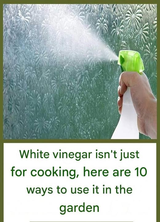 10 Ways to Use White Vinegar in the Garden