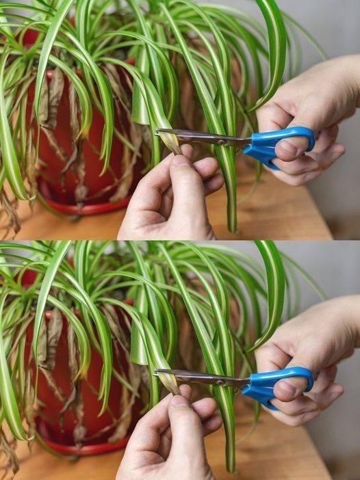 Falangio: The Spider Plant That Purifies Your Home