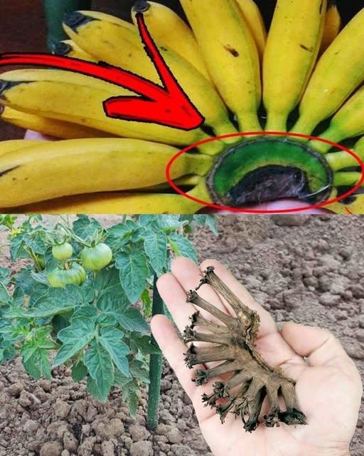 Never Throw Away This Part Of A Banana: Here’s Why It’s Loved At Home