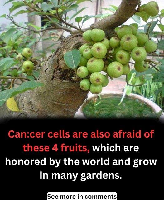 Can:er cells are also afraid of these 4 fruits, which are honored by the world and grow in many gardens