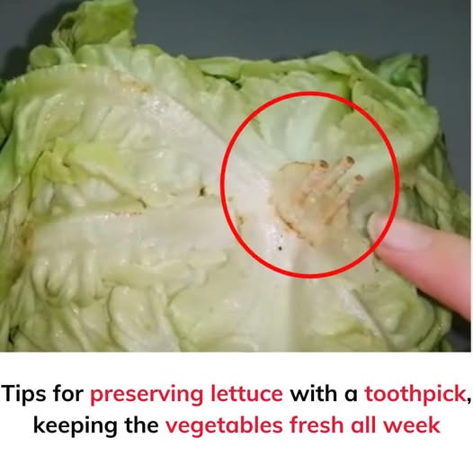 Tips for preserving lettuce with a toothpick