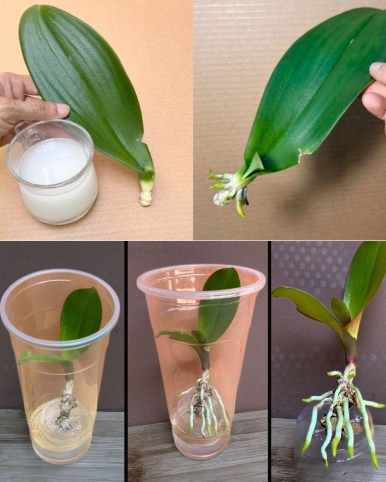 Use this instead of soil, you’ve never had orchids like this: they will be very bushy