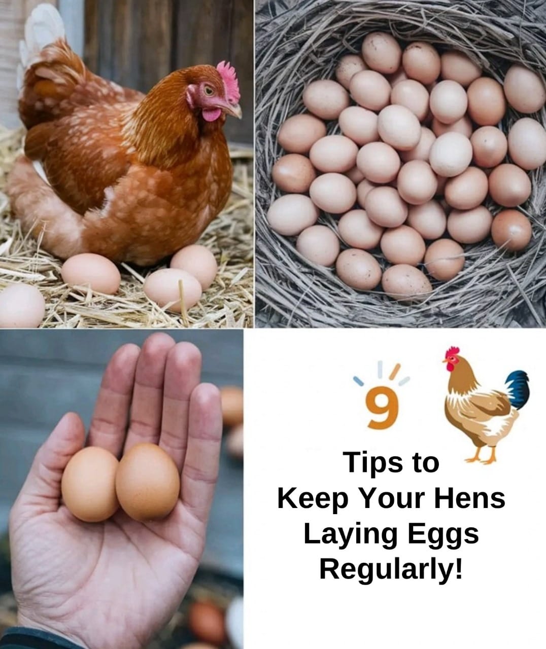 How to Keep Your Hens Laying Regularly: 9 Proven Tips for a Steady Egg Supply