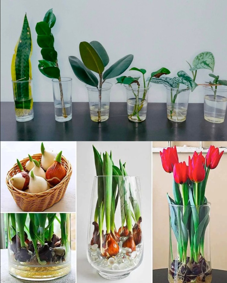 7 Hydroponic Plants That Thrive Without Soil & Bloom Beautifully in Water