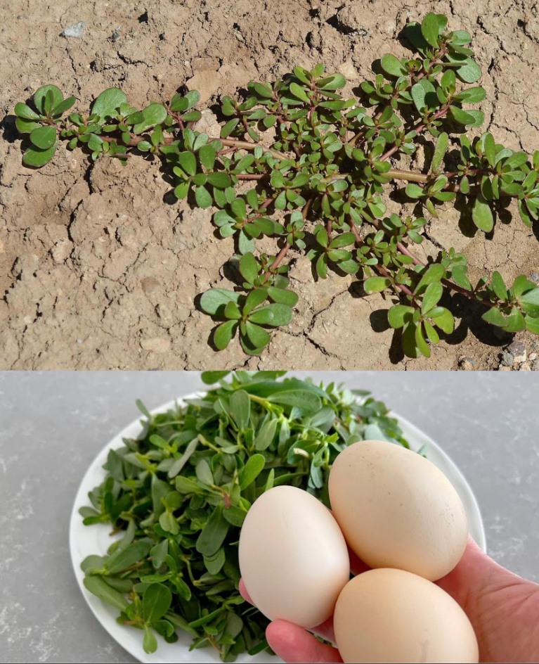 Purslane: More Than Just a Weed – My Grandmother’s Secret Ingredient!