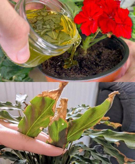 With this ingredient, you can make even the most yellowed and rotting plant become vigorous!