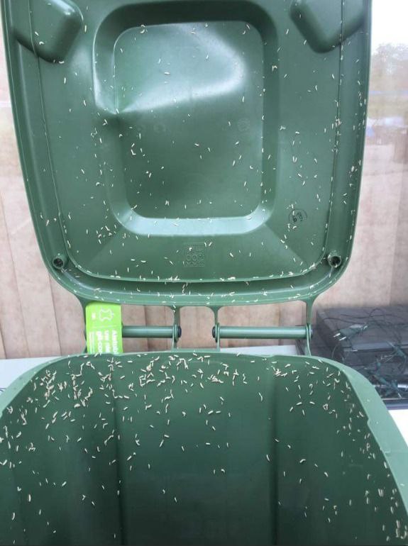 Controlling Bugs in Trash Cans: Practical Tips for Staying Clean and Preventing Bug Infestations