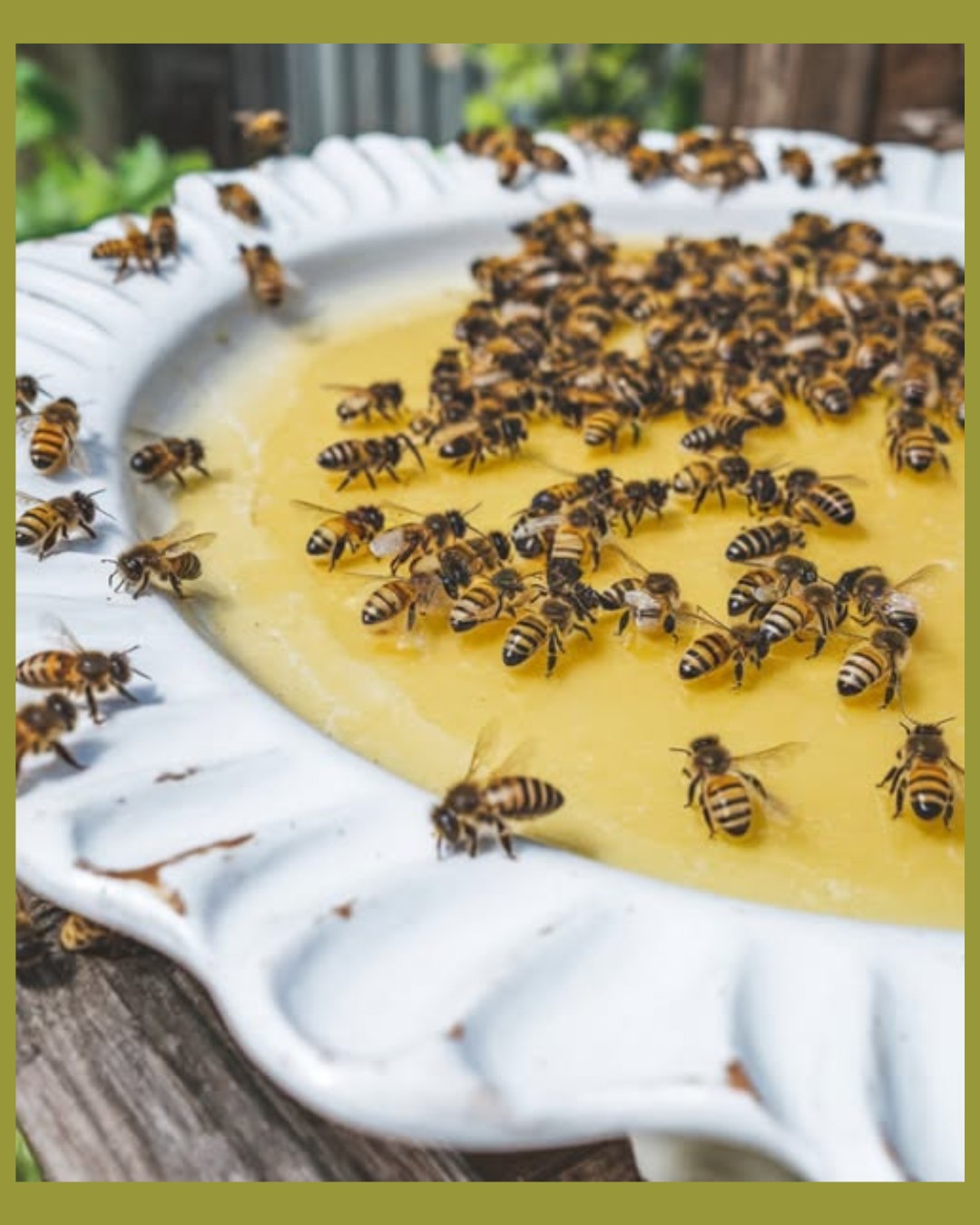 How to Support Bees in the Summer