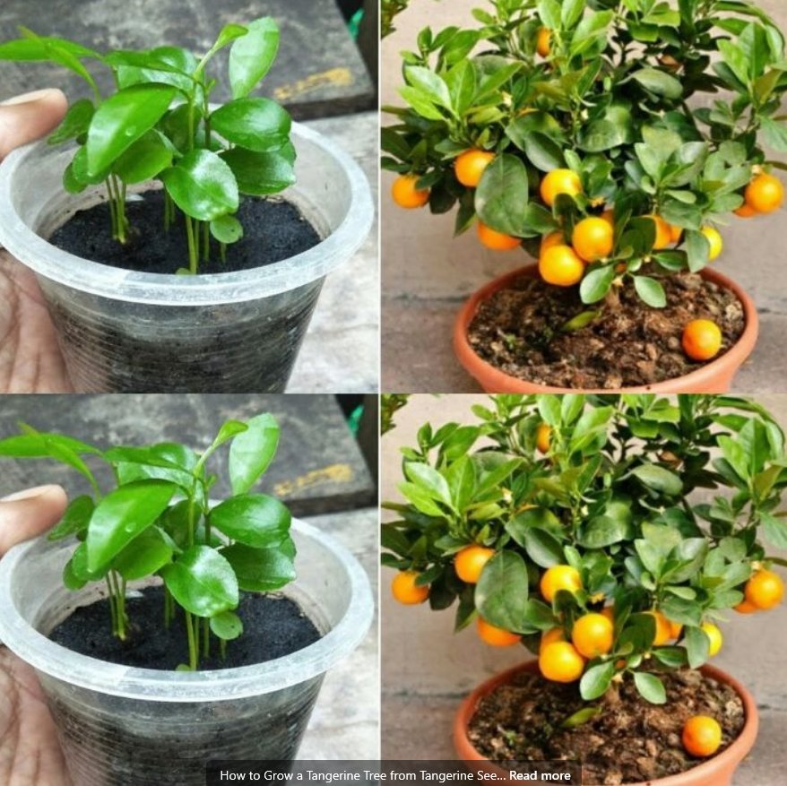 How to Grow a Tangerine Tree from Seeds – Step-by-Step Guide!