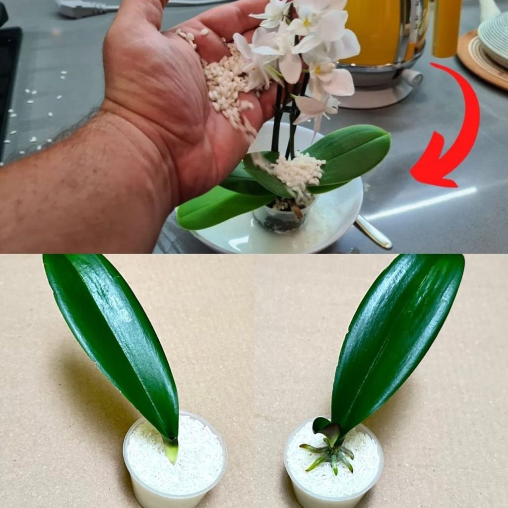 Just Need Rice! Orchid Leaves Grow Roots and Bloom All Year Round