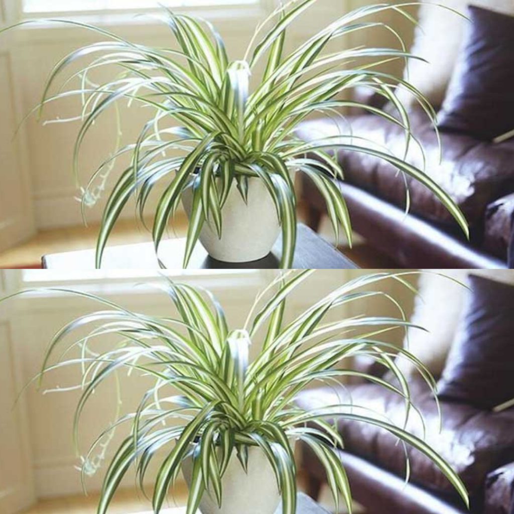 9 Indoor Plants That Clean the Air and Are Nearly Indestructible.