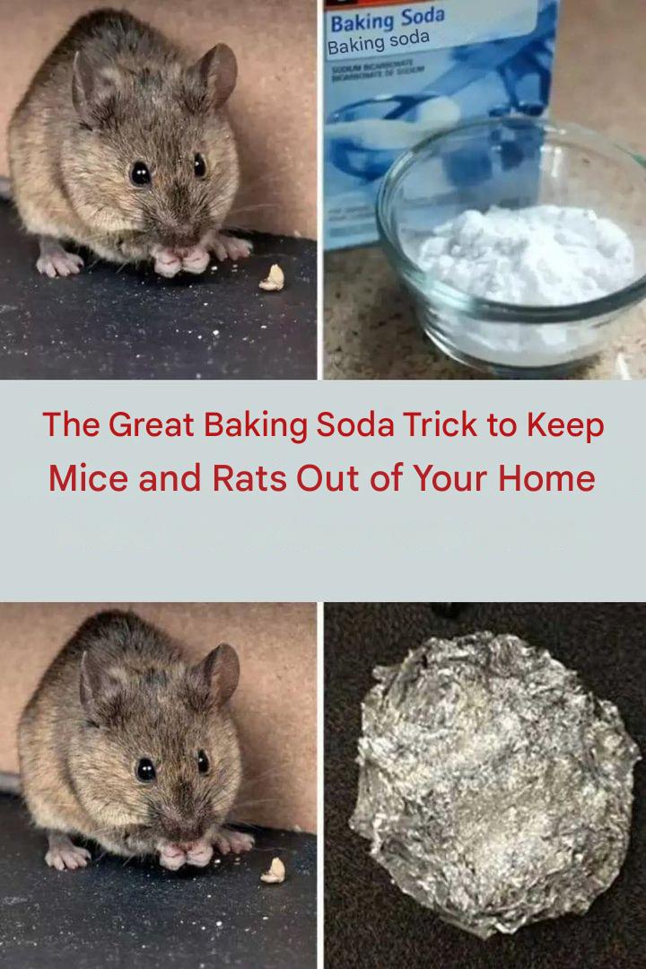 The right sodium bicarbonate trick to prevent mice and rats from entering your home