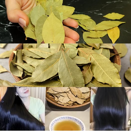 Bay Leaf Hair Growth Remedy: Say Goodbye to Hair Loss and Boost Hair Growth