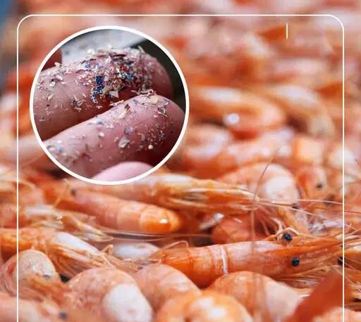 Contaminated Seafood: 180 out of 182 Samples Contain Microplastics – What This Means for You