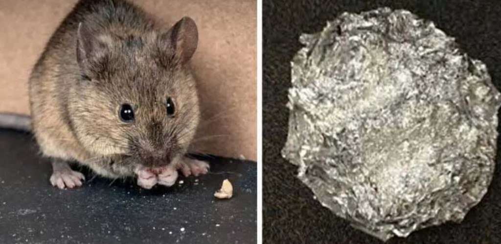 The Baking Soda Trick to Keep Mice and Rats Out of Your Home