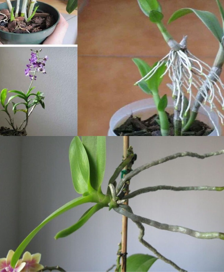 How to reproduce orchids from old withered branches: a simple method!