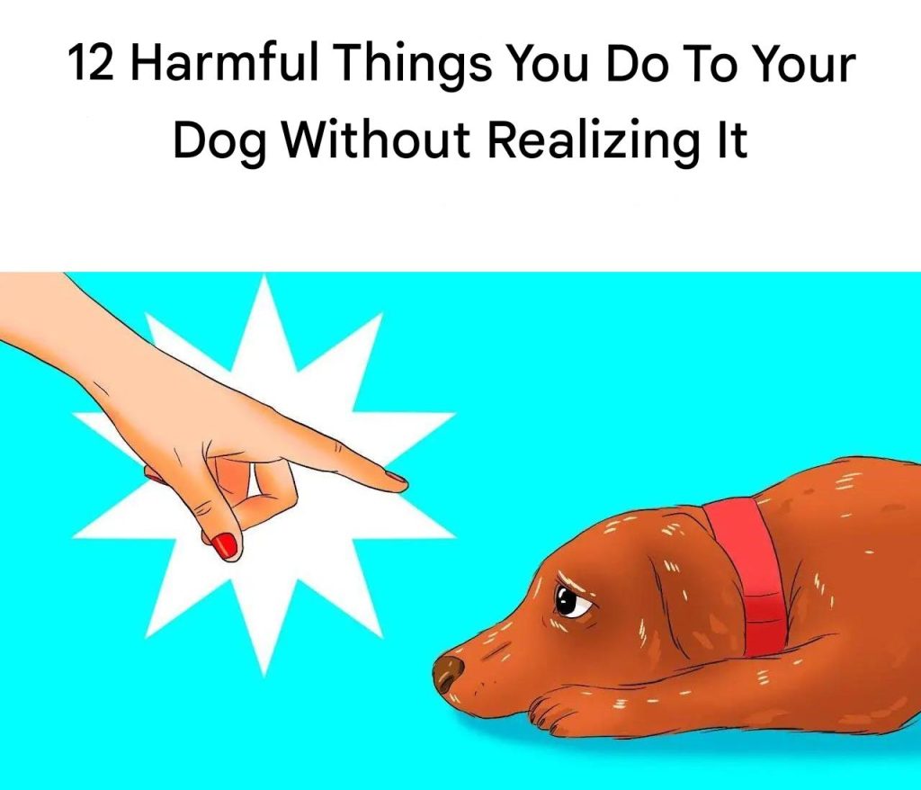 12 Harmful Things You Do To Your Dog Without Realizing It