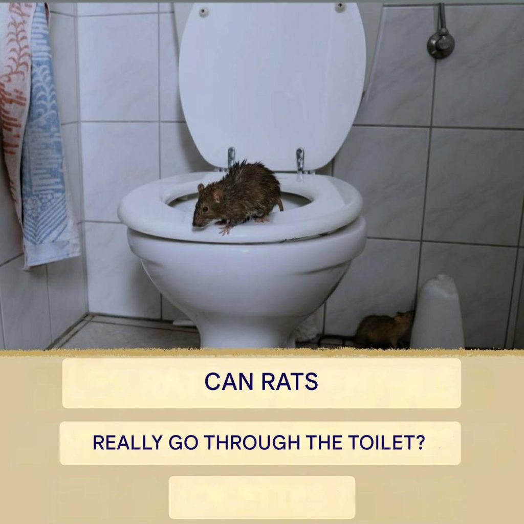 Can rats really go through the toilet?