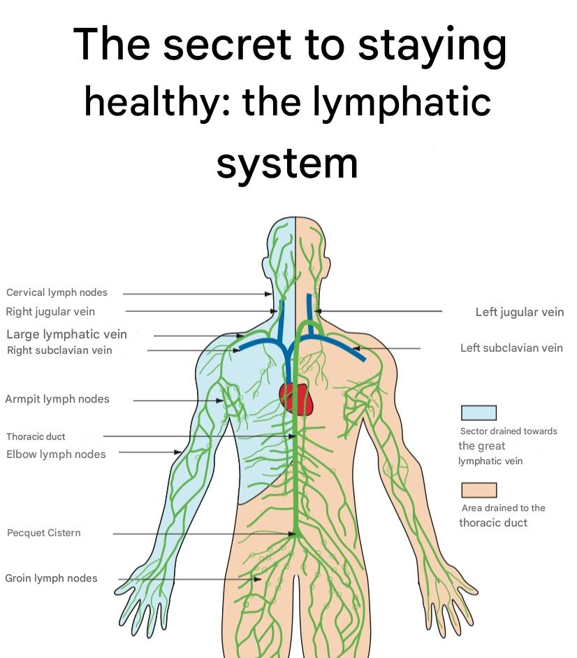 The secret to staying healthy: the lymphatic system