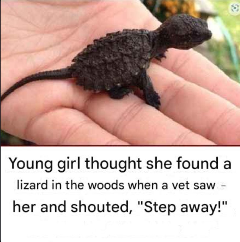 Title: Young Girl Thought She Found a Lizard in the Woods When a Vet Saw Her and Shouted, « Step Away! »