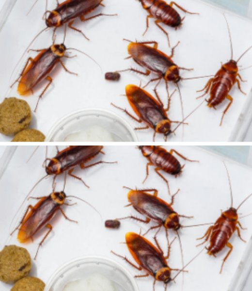 Cockroaches in the house: this is the ultimate solution to get rid of them for good!