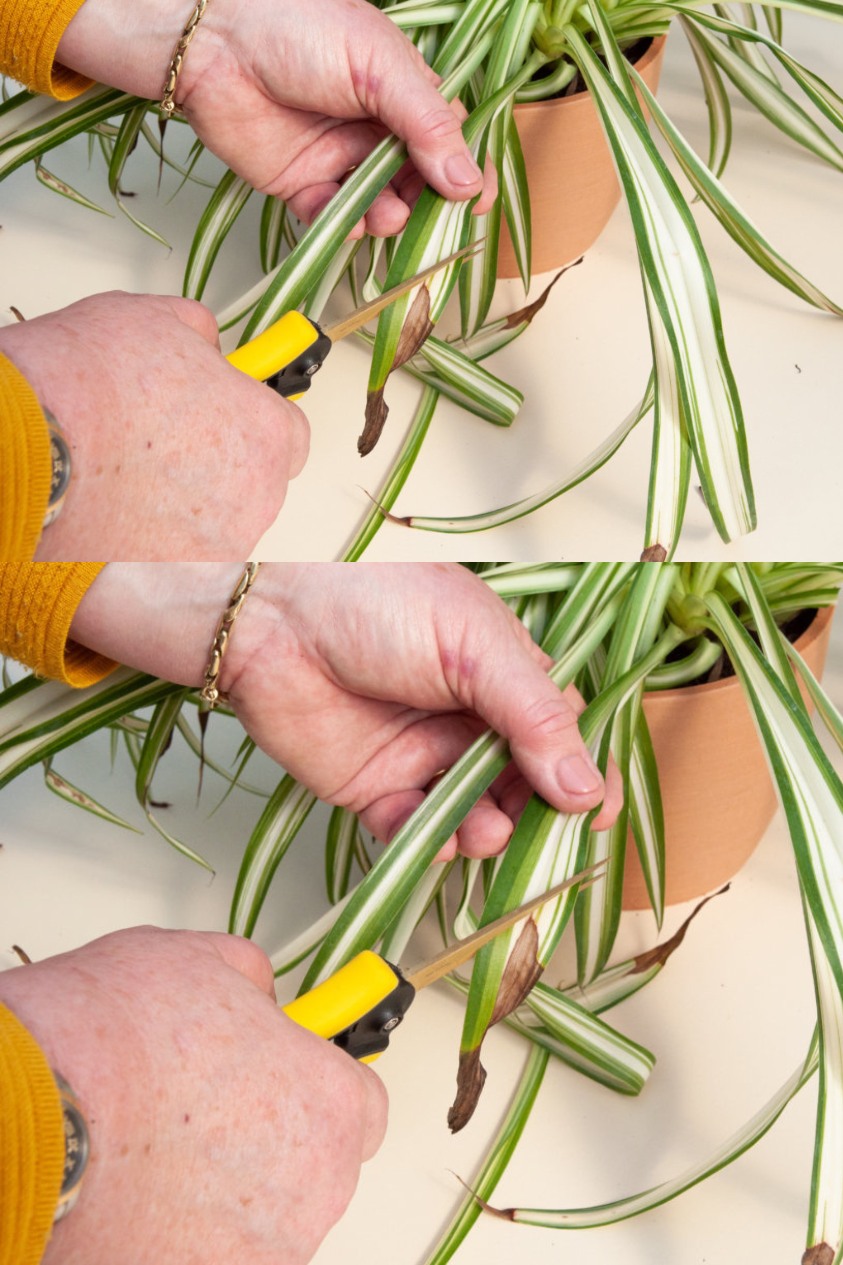 If you have one of these plants in your house, take care of it, because you have a treasure and you don’t know it.