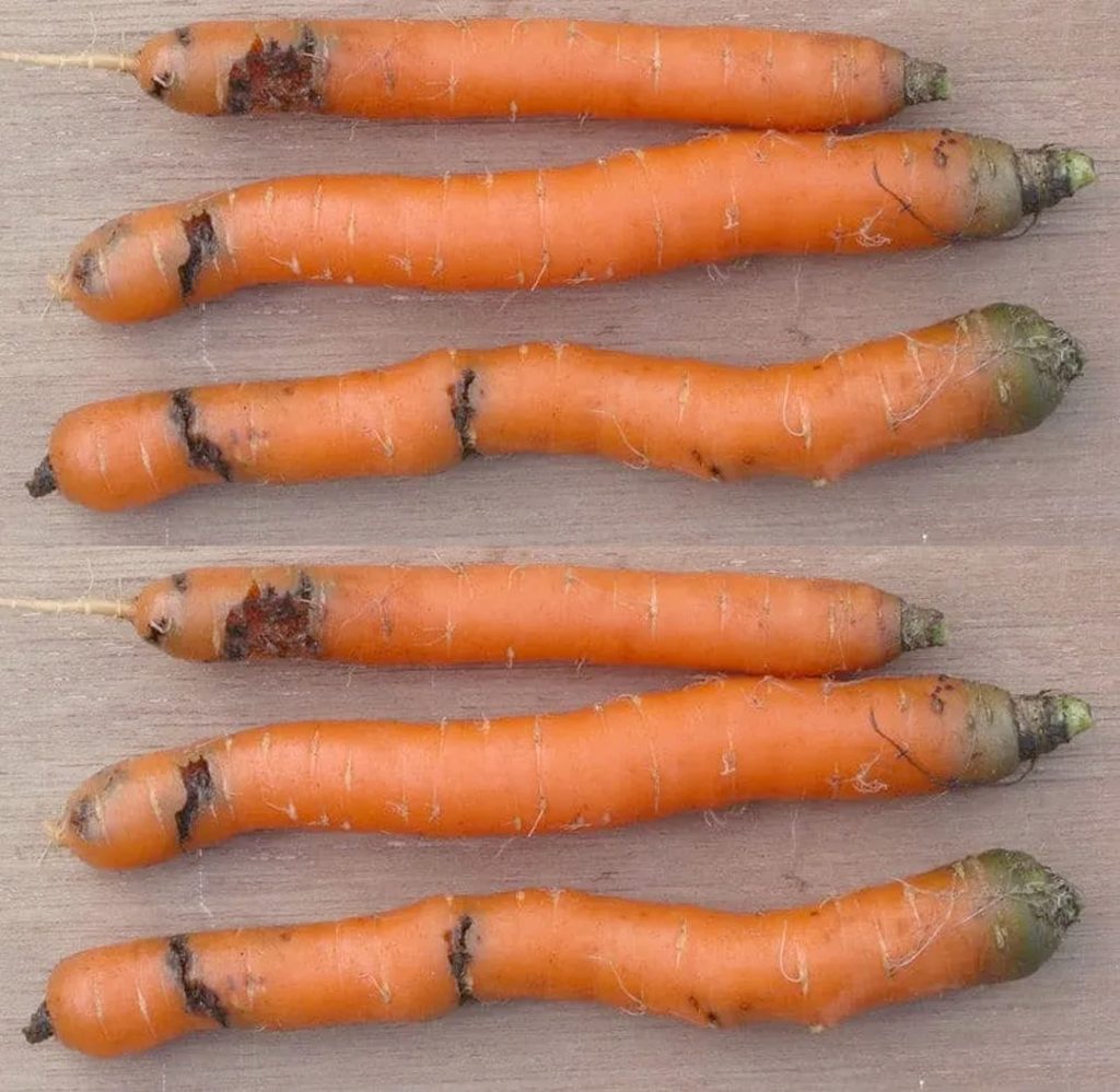 Carrot fly: how to control this pest in your vegetable garden?