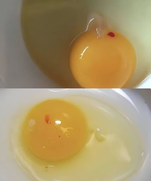 Red Spot in Raw Egg: What Is It and Can You Eat It?