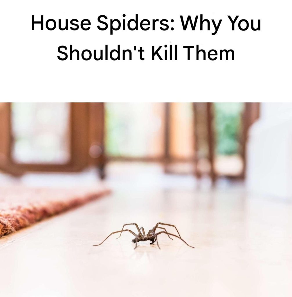 House Spiders: Why You Shouldn’t Kill Them