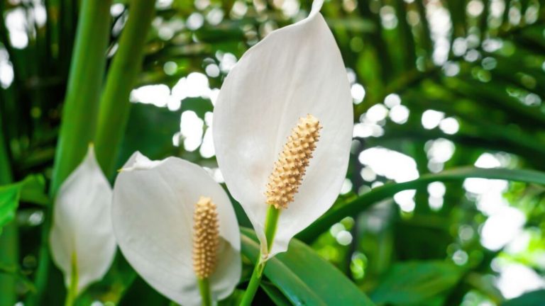 Peace lily, with this ingredient alone it blooms up to 10 years in a row