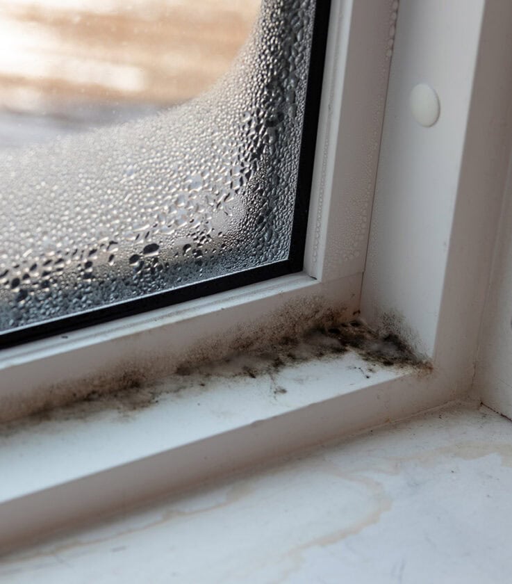 How to Get Mold Out of the House Cheaply