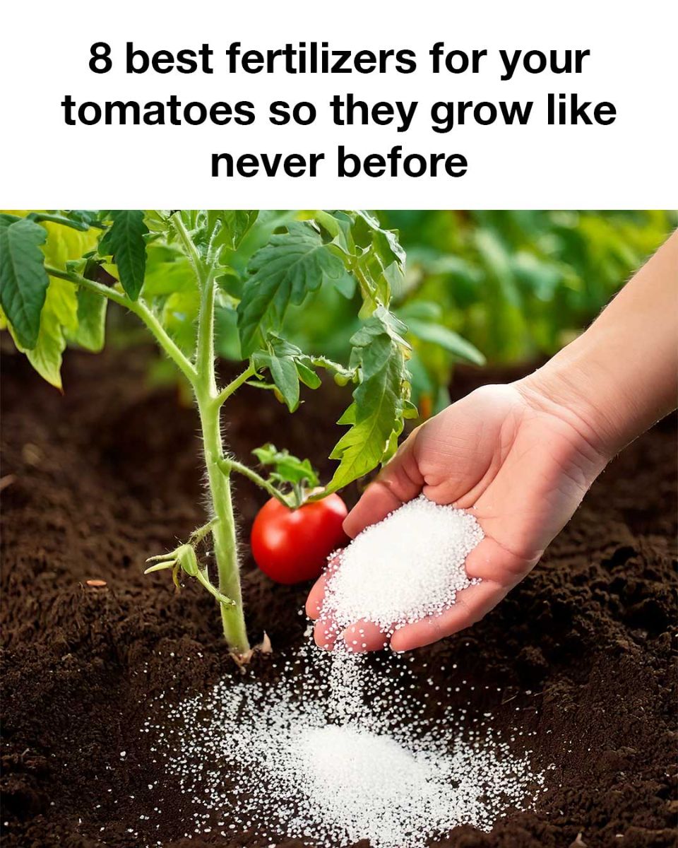 8 best fertilizers for your tomatoes so they grow like never before