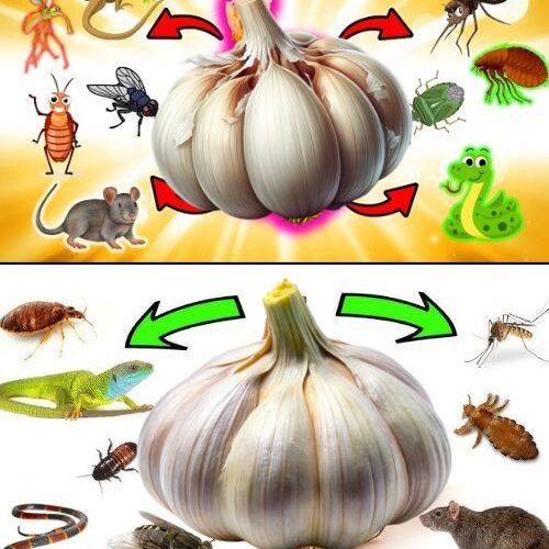 The Power of Garlic: Eliminate Pests in a Natural and Eco-Friendly Way